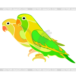 Lovebirds parrot with red beak - vector clip art
