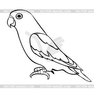 Lovebirds parrot with red beak - vector image