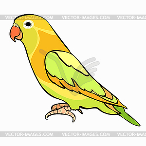 Lovebirds parrot with red beak - vector clipart
