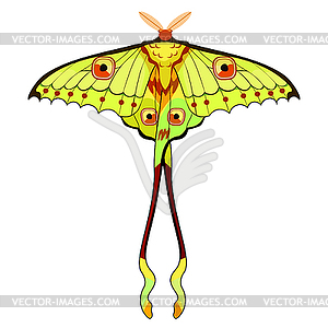 Butterfly Madagascar comet moth moon - vector clipart