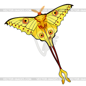 Butterfly Madagascar comet moth moon - vector image