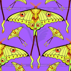 Seamless pattern Butterfly Madagascar comet moth - vector image