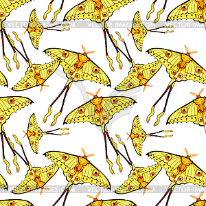 Seamless pattern Butterfly Madagascar comet moth - vector clipart