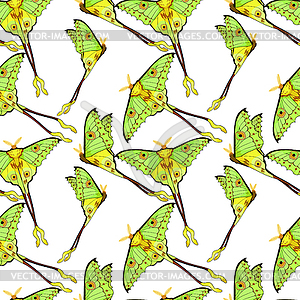 Seamless pattern Butterfly Madagascar comet moth - vector image