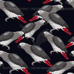 Seamless pattern Jaco parrot red-with shadows Africa - vector clip art