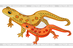 Triton East American red spotted salamanders - vector image