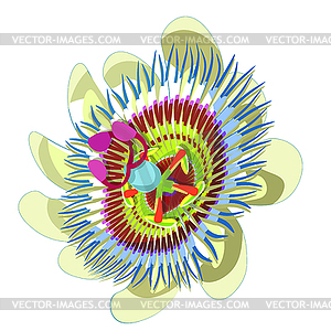 Passion flower Blue tropical fruit - vector image