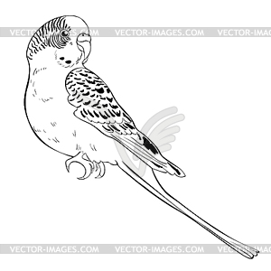 Coloring with cute wavy parrot - vector clipart