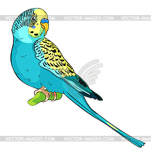 Yellow face blue wavy parrot - vector clipart