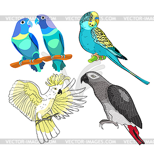 Jaco, Lovebird, wavy parrot kakadu set - vector image