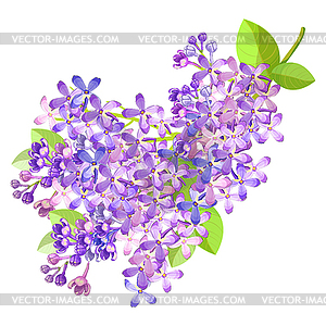 Lilac branch flowers blooming spring - vector image