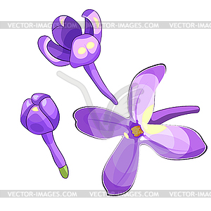 Set Lilac branch flowers blooming spring - vector image