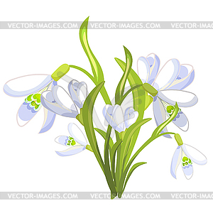 Snowdrop flower blossomed with leaves - vector clipart