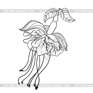 Coloring fuchsia flower hybrid ballerina - vector image