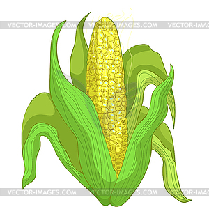 Corn in cob with leaves - vector clip art