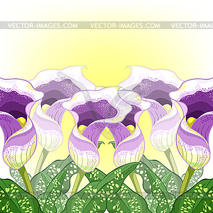 Calla Picasso flower purple - vector image