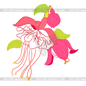 Fuchsia flower hybrid ballerina - vector clipart