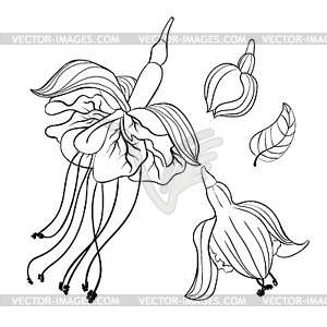 Coloring fuchsia flower hybrid ballerina - vector image