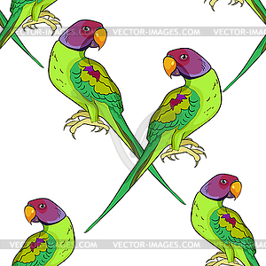 Seamless pattern Indian ringed parrot ozherelovy - vector clipart