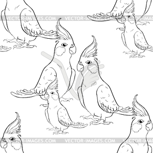 Seamless pattern coloring Corella nymph parrot - vector clipart / vector image