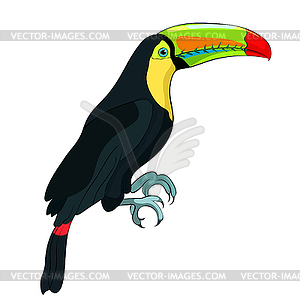 Toucan rainbow exotic bird - color vector clipart