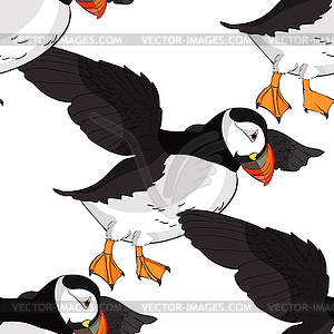 Seamless pattern Bird deadlock Australian Atlantic - color vector clipart