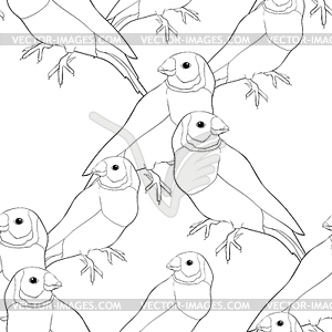 Окраска Бесшовный узор Амадин гульдова Птица - векторное изображение клипарта