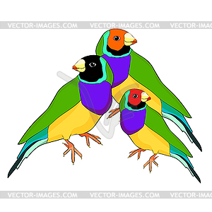 Amadin guldova Bird australia - vector clip art