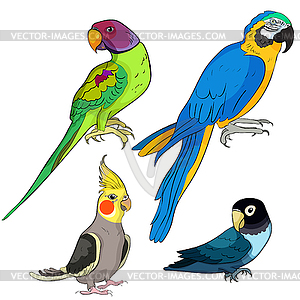 Set Indian ringed parrot ozherelovy, Masked - vector clipart