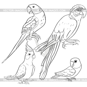 Set coloring Indian parrot ozherelovy, Masked - white & black vector clipart