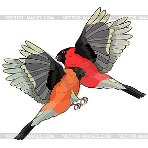 Bullfinch bird winter red belly - vector clipart