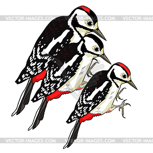 Male female great spotted woodpecker young family. - vector clipart