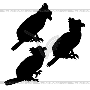 Set silhouette harpy bird in profile - vector image