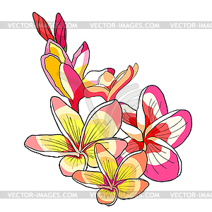 Hawaiian plumeria flower an exotic - vector image