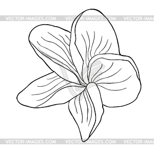 Coloring Hawaiian plumeria flower an exotic - vector clipart