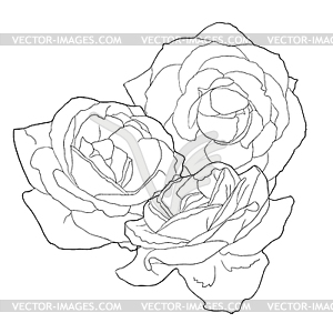 Coloring of rose flower side - vector clipart