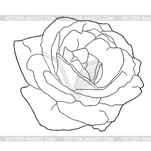 Coloring of rose flower side - vector clip art