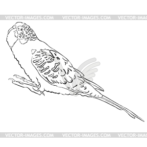 Coloring with cute wavy parrot - vector clipart / vector image