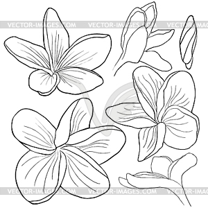 Set coloring Hawaiian plumeria flower an exotic. - vector image