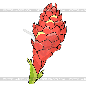 Tropical flower of ginger Red torch - vector image