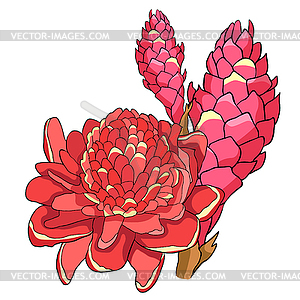 Tropical flower of ginger Red torch - vector clipart