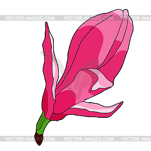 Magnolia flower red garden decorative - vector clipart