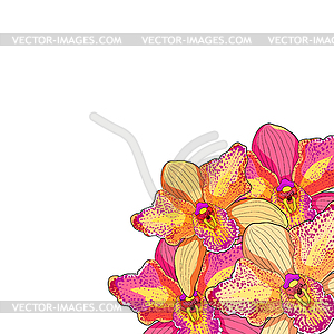 Pink Orchid Cymbidium tropical flower - vector image