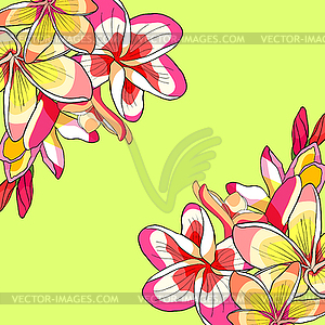 Гавайский цветок плюмерии экзотический - графика в векторе
