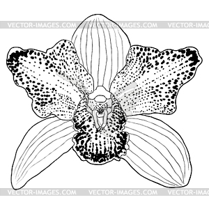 Coloring Orchid Cymbidium tropical flower - vector clipart