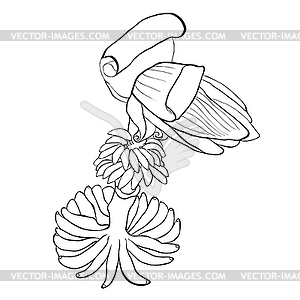 Coloring banana flower blossoming india exotica. - vector image