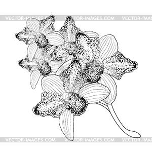 Coloring Orchid Cymbidium tropical flower - vector image