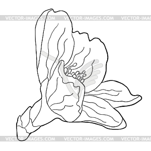 Coloring flower of almond blossoms nut illustratio - vector clipart