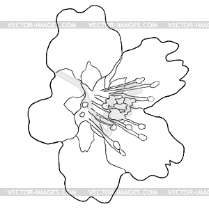 Coloring flower of almond blossoms nut illustratio - vector image