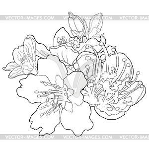 Coloring flower of almond blossoms nut illustratio - vector image